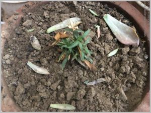 grow succulent leaves