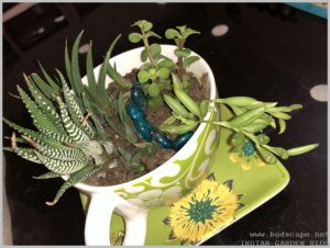 grow succulents indoors