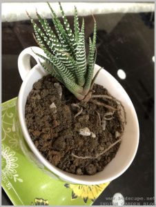 growing haworthis indoors