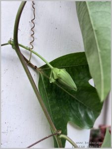 passion-flower-bud