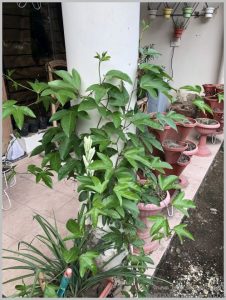 passion-flower-climber-wall