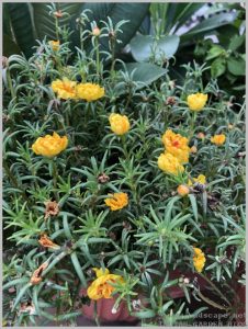 portulaca-finish-flowering