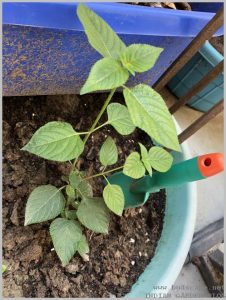 propagate lantana plant