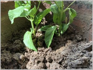 propagate lantana plant cuttings