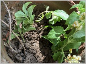 propagate lantana plants