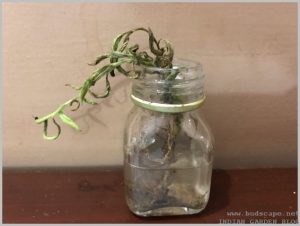 string-of-bananas-succulent-water