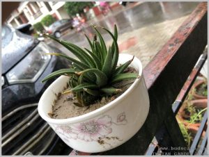 use-broken-kitchen-bowl-plants