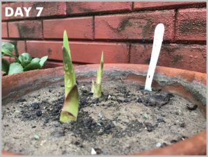 grow gladiolus flower pots