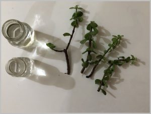 grow jade water