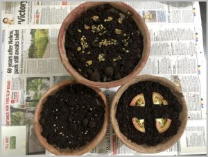 grow-winter-vegetables-india