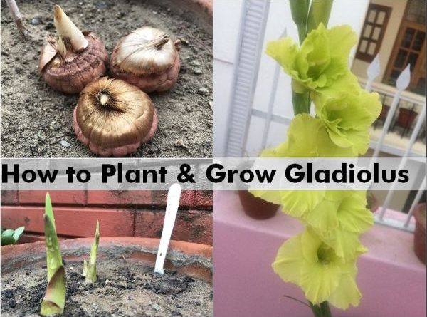 how plant grow gladiolus flower bulb