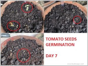 how-to-grow-tomato-home