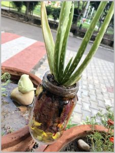 use mason jar grow plants