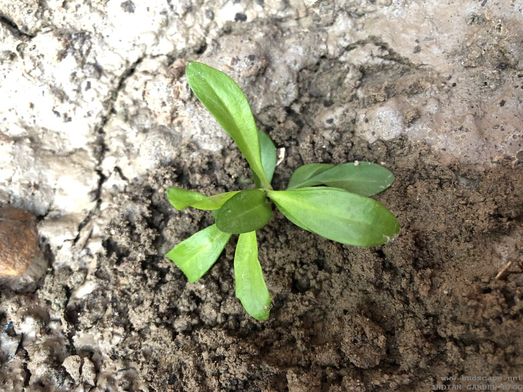 Seedling Identification Chart