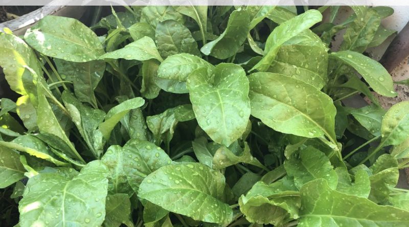 grow-spinach-palak-pots-home
