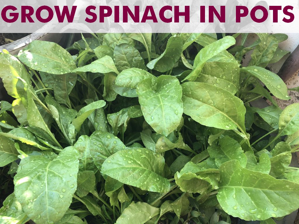 Grow Spinach (Palak) in Pots at Home GARDENING FOR BEGINNERS