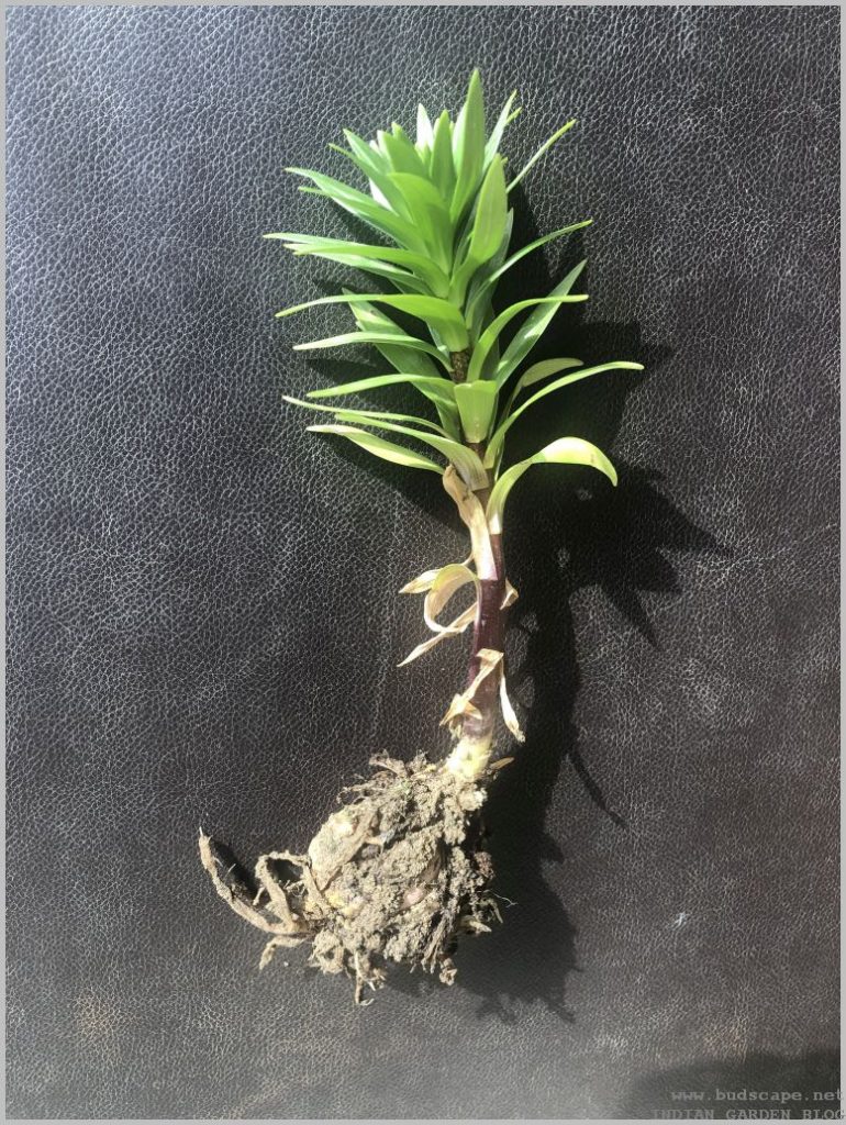 LILIUM ASIATIC LILY PLANT IDENTIFICATION GARDENING FOR BEGINNERS