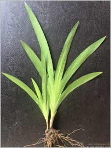 TRITONIA PLANT IDENTIFICATION