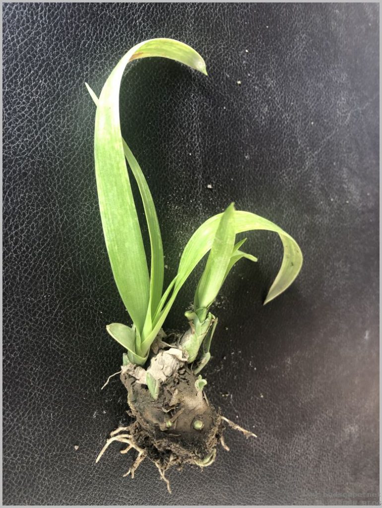 FLOWER BULB PLANTS IDENTIFICATION GARDENING FOR BEGINNERS