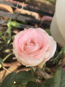 baby-pink-rose-florist