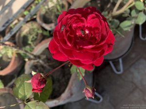 bees-flowers-rose
