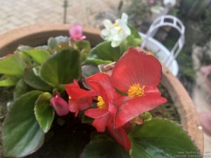 begonia-flower-mixed