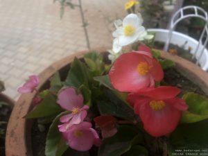 begonia-flower-red-pink-white