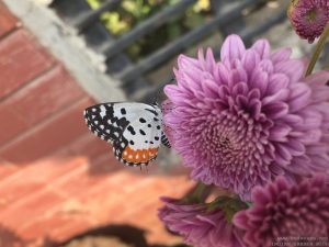 butterfly-close-up-flower