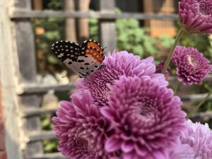 butterfly-sitting-flower