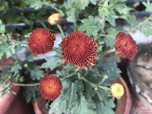 button-guldaudi-chrysanthemum