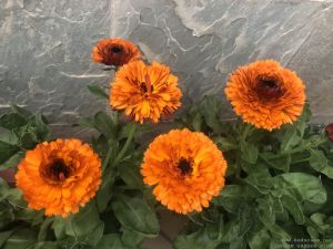 calendula-pot