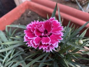 carnation-dwarf-pink