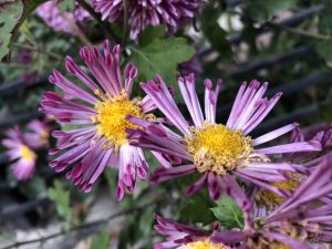 chrysanthemum-guldaudi-tube-petals