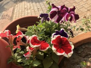 colorful-petunia-pot