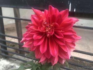 dahlia-large-coral