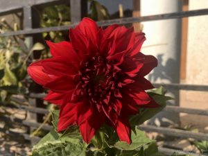 dahlia-large-maroon