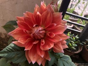 dahlia-large-orange