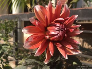 dahlia-large-orange-white