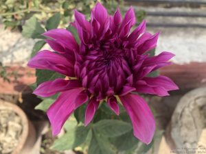 dahlia-large-pink-purple