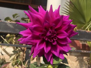 dahlia-large-purple