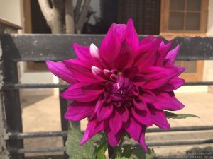 dahlia-large-purple-white