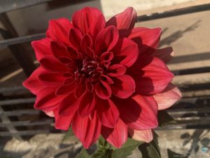 dahlia-large-red