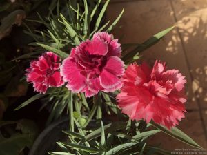 dianthus-caryophyllus-dwarf