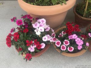 dianthus-mixedd-pots