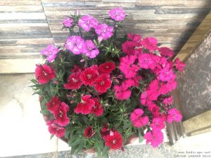 dianthus-pot-mixed