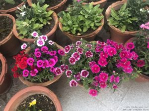 dianthus-pots-mixed