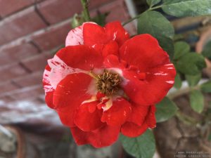 double-color-rose-red-white