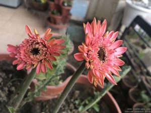 gerbera-african-daisy-peach