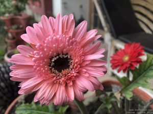 gerbera-african-daisy-pink-red