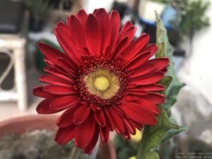 gerbera-african-daisy-red